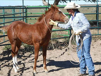 sadie-horse2